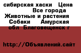 l: сибирская хаски › Цена ­ 10 000 - Все города Животные и растения » Собаки   . Амурская обл.,Благовещенск г.